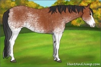 Horse Color:White Spotted Bay Splash  and White Spotted Bay Splash 