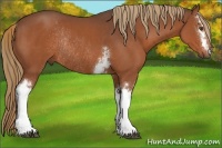 Horse Color:White Spotted Liver Chestnut Rabicano 
