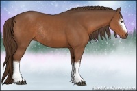 Horse Color:White Spotted Liver Chestnut Rabicano