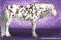 Horse Color:White Spotted Liver Chestnut Appaloosa Rabicano