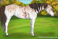 Horse Color:White Spotted Bay Splash  and White Spotted Amber Champagne Splash 