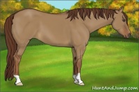 Horse Color:Red Dun 