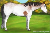 Horse Color:White Spotted Bay Splash  and White Spotted Bay Splash 