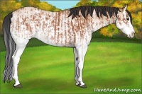 Horse Color:White Spotted Bay Splash  and White Spotted Bay Dun Splash 