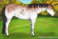 Horse Color:White Spotted Bay Splash  and White Spotted Bay 