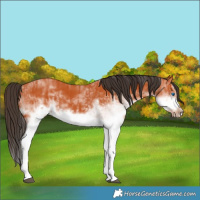 Horse Color:White Spotted Bay Splash  and White Spotted Bay Splash Frame 