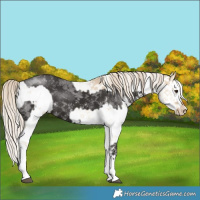 Horse Color:White Spotted Liver Chestnut Mushroom Splash  and White Spotted Chocolate Palomino Pearl Dun Mushroom Sabino Splash 