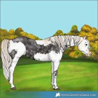 Horse Color:White Spotted Liver Chestnut Mushroom Splash  and White Spotted Chocolate Palomino Pearl Dun Mushroom Sabino Splash 