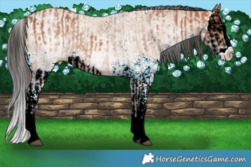 Horse Color:White Spotted Bay Splash  and White Spotted Bay Dun Splash 