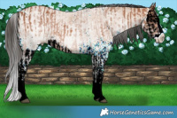Horse Color:White Spotted Bay Splash and White Spotted Bay Dun Splash