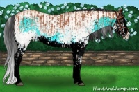 Horse Color:White Spotted Bay Splash  and White Spotted Bay Dun Splash 