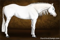 Horse Color:White Spotted Perlino Splash and White Spotted Perlino Splash