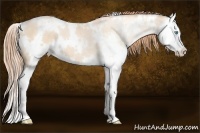 Horse Color:White Spotted Buckskin Pearl Splash 
