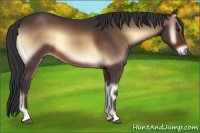 Horse Color:Buckskin Onyx and Buckskin Onyx