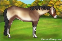 Horse Color:Bay Onyx 