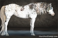 Horse Color:White Spotted Liver Chestnut Pearl Sabino Splash  and White Spotted Liver Chestnut Splash Appaloosa 