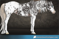 Horse Color:White Spotted Liver Chestnut Pearl Sabino Splash and White Spotted Liver Chestnut Splash Appaloosa