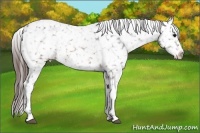 Horse Color:Brown Appaloosa Rabicano 