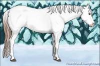 Horse Color:Chestnut Appaloosa 