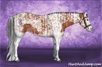 Horse Color:White Spotted Bay Splash and Bay Splash Tobiano