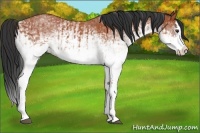 Horse Color:White Spotted Bay Splash  and White Spotted Bay Splash 