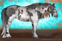 Horse Color:White Spotted Liver Red Roan  and White Spotted Bay Splash 