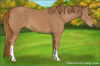 Horse Color:Chestnut 
