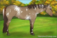 Horse Color:White Spotted Liver Red Dun Rabicano 
