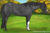 Horse Color:Blue Roan Appaloosa 