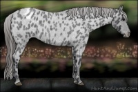 Horse Color:Blue Roan Appaloosa 