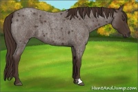 Horse Color:Liver Red Roan 