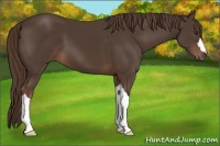 Horse Color:Liver Chestnut 