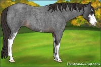Horse Color:Liver Red Roan Sabino 