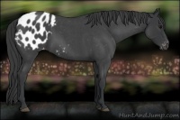 Horse Color:Blue Roan Appaloosa