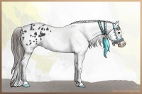 Horse Color:Black Appaloosa