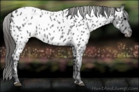 Horse Color:Blue Roan Appaloosa