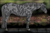 Horse Color:Blue Roan Appaloosa