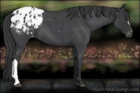 Horse Color:Blue Roan Appaloosa 