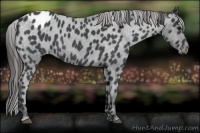 Horse Color:Blue Roan Appaloosa