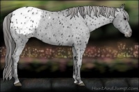 Horse Color:Blue Roan Appaloosa