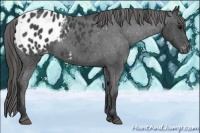 Horse Color:Blue Roan Appaloosa 