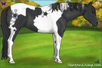 Horse Color:Black Tobiano 