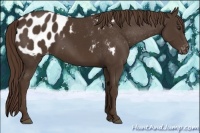 Horse Color:Liver Chestnut Appaloosa