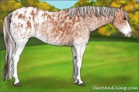 Horse Color:White Spotted Bay Splash Appaloosa  and White Spotted Silver Bay Splash Appaloosa 