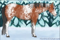 Horse Color:Bay Splash Tobiano  and White Spotted Bay Splash Rabicano 