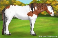 Horse Color:White Spotted Bay Sabino Splash  and White Spotted Chestnut Sabino Splash 