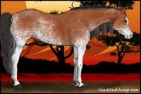 Horse Color:White Spotted Bay Splash  and White Spotted Silver Bay Splash 