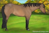 Horse Color:Bay Dun 
