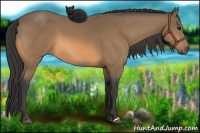 Horse Color:Buckskin 