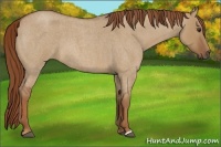 Horse Color:Red Dun Roan 